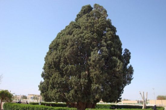 塞意阿巴库树 塞意阿巴库树