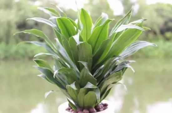 密叶朱蕉/太阳神的种植方法 密叶朱蕉/太阳神的种植方法