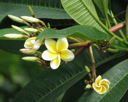 含苞待放的鸡蛋花 含苞待放的鸡蛋花