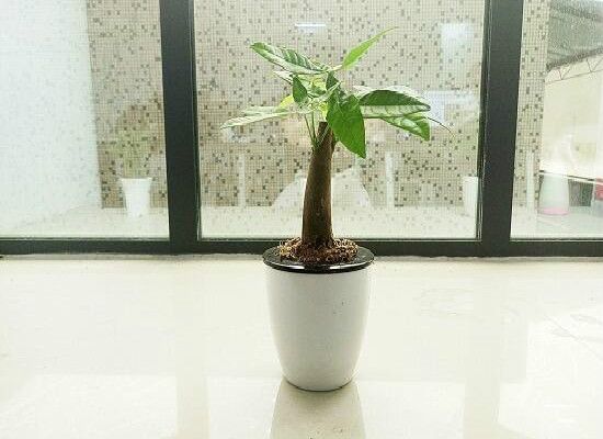 发财树买一个还是一对？风水上发财树种几棵好