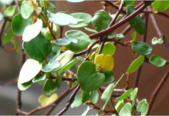 千叶吊兰叶子干了怎么办?千叶吊兰叶子干了的原