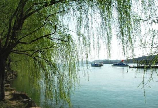 五种具有土壤修复功能的植物 五种具有土壤修复功能的植物