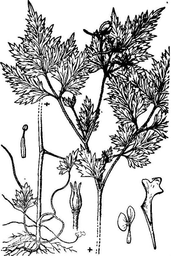 如何鉴别还亮草 如何鉴别还亮草