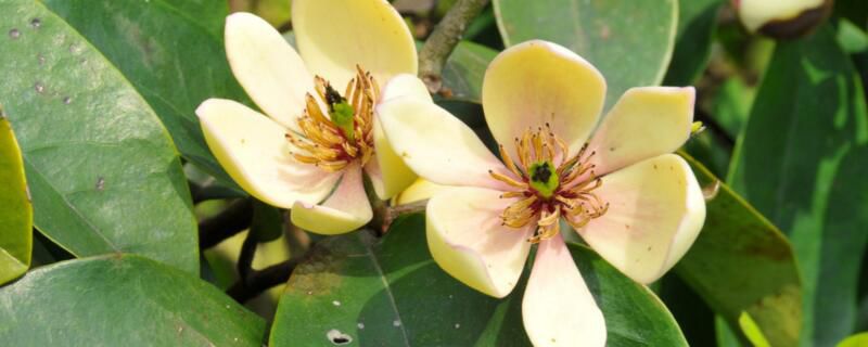 为什么家里不养含笑？家里不养含笑的原因