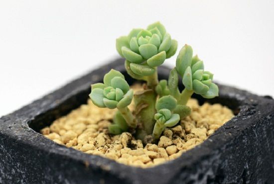 刚移植的多肉 刚移植的多肉