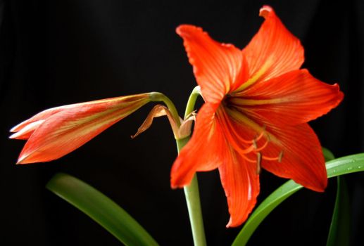 美艳的朱顶红花 美艳的朱顶红花