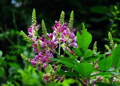 开花的鸡血藤 开花的鸡血藤