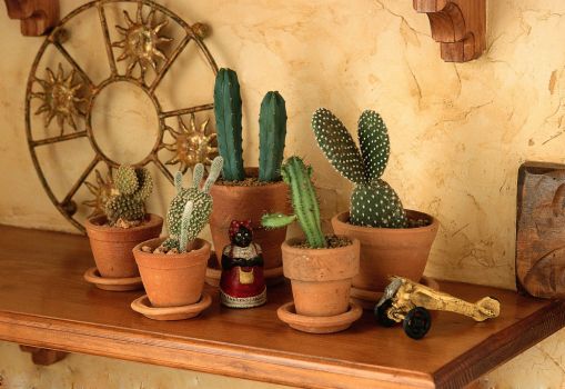 仙人掌盆栽 仙人掌盆栽