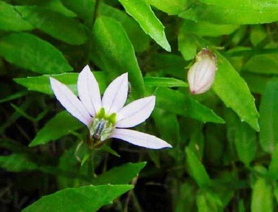 半边莲的功效与作用 半边莲的功效与作用