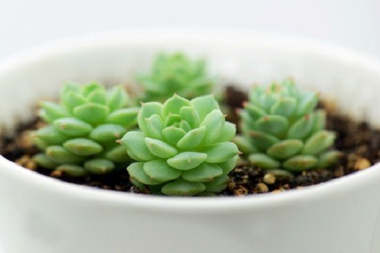 已经服盆的多肉 已经服盆的多肉