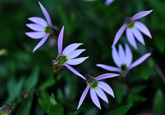 半边莲的功效与作用 半边莲的功效与作用