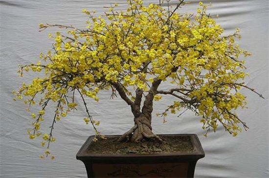迎春花盆景怎样修剪？迎春花剪修方法步骤