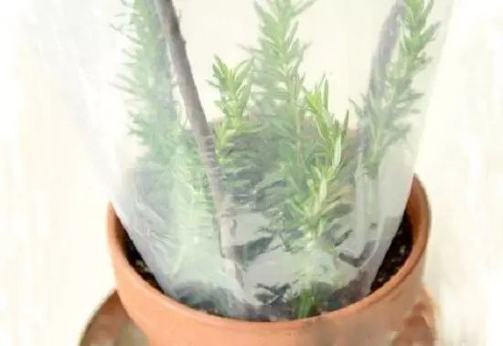 罩袋保湿 罩袋保湿