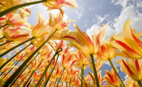 夏天养花秘诀全收录 夏天养花秘诀全收录