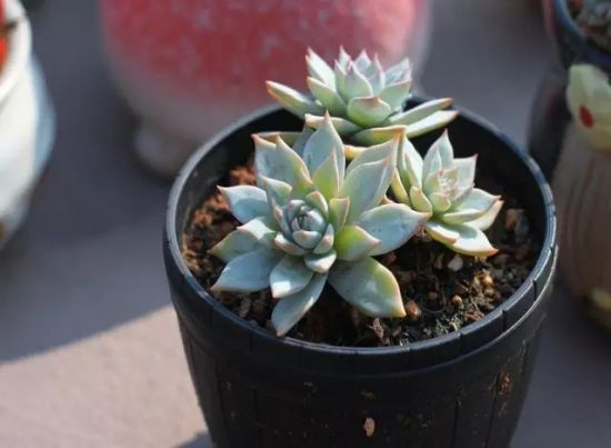 耐旱植物 耐旱植物