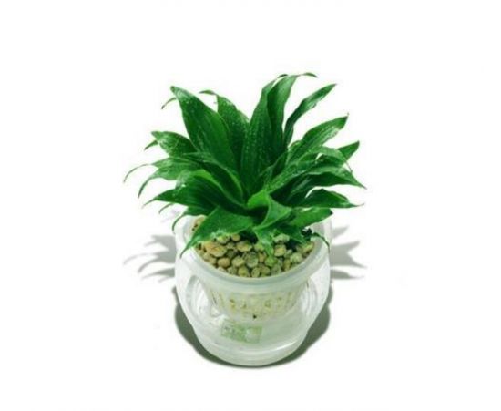 密叶朱蕉/太阳神的种植方法 密叶朱蕉/太阳神的种植方法