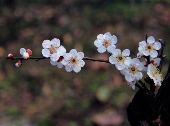 白梅欣赏图片 白梅欣赏图片