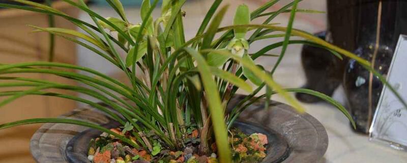 怎么养兰花容易开花？