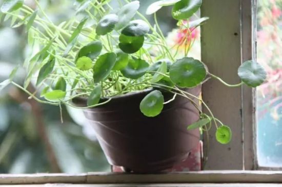 长期外出家里无人浇花怎么办? 长期外出家里无人浇花怎么办?