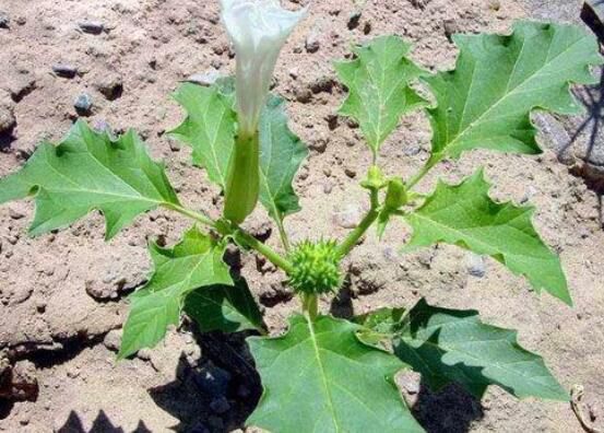 曼陀罗花怎么施肥，曼陀罗花施肥的方法与注意