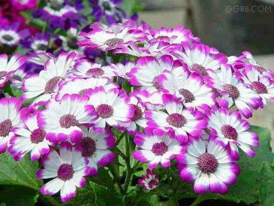 法国小菊 法国小菊