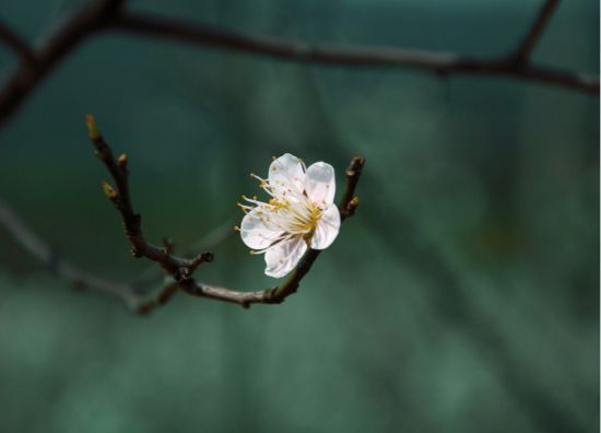 一枝梅图片 一枝梅图片
