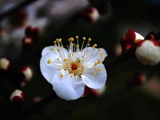 白梅花图片 白梅花图片
