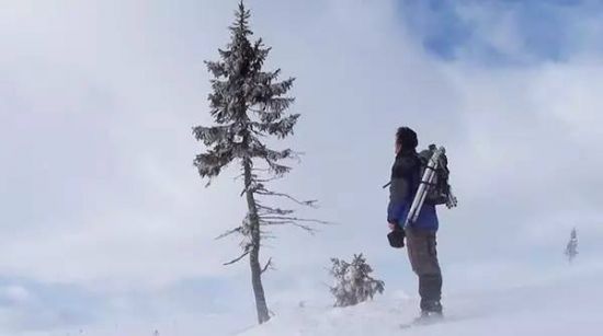 欧洲云杉Old Tjikko 欧洲云杉Old Tjikko