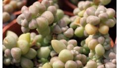 姬秋丽叶片发黄怎么办？姬秋丽叶子发黄解决方法