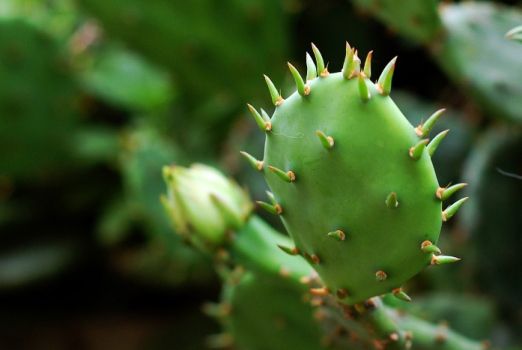 仙人掌怎么养？仙人掌的种植方法和注意事项