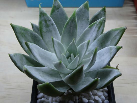 仙女杯怎样发根？多肉仙女杯的养殖技巧