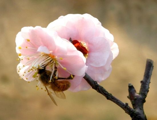 别致的梅花图片 别致的梅花图片