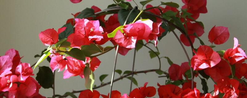 三角梅盆景制作方法