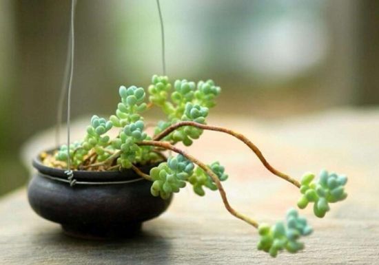 正常的多肉植物 正常的多肉植物