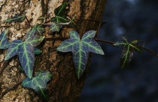 唯美的常春藤 图片