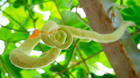 蛇瓜种植方法和注意事项