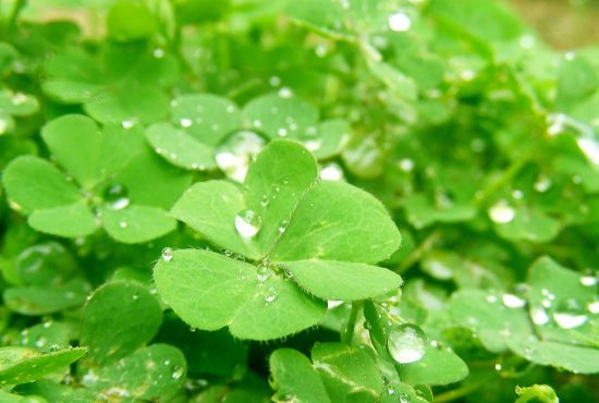 幸运草怎么种?幸运草的种植方法 幸运草怎么种?幸运草的种植方法