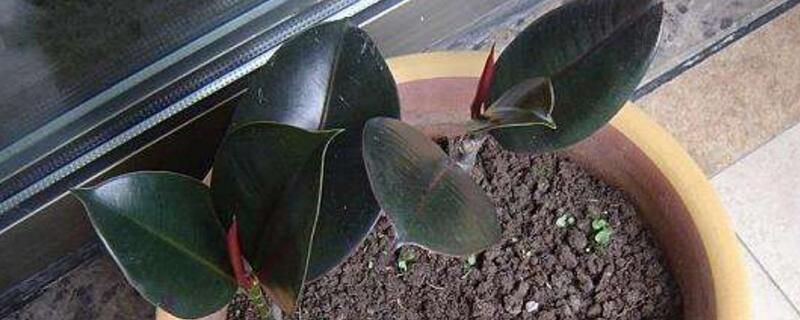 橡皮树怎么扦插？橡皮树扦插方法步骤