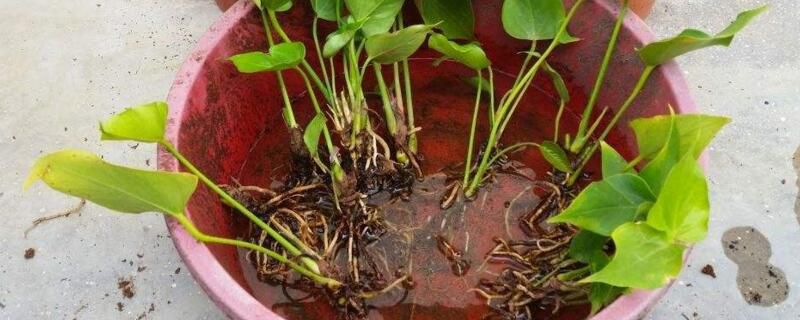 红掌怎么分株？红掌分株方法和步骤