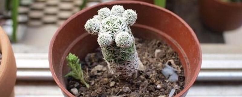 银手指怎么养才漂亮