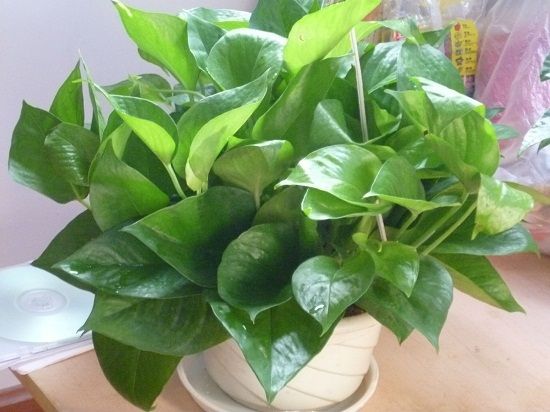 卫生间摆放——绿萝 卫生间摆放——绿萝