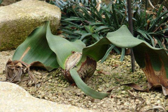 与恐龙同时代的植物活化石百岁兰 与恐龙同时代的植物活化石百岁兰