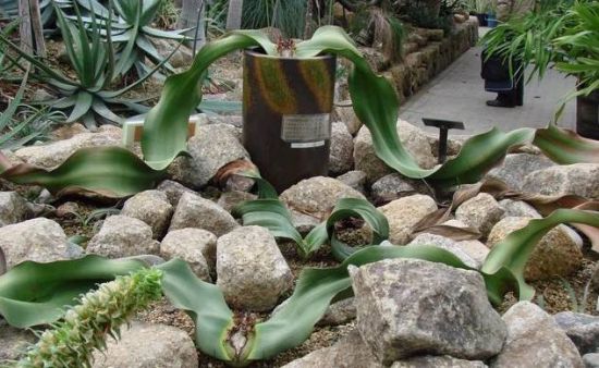 与恐龙同时代的植物活化石百岁兰 与恐龙同时代的植物活化石百岁兰