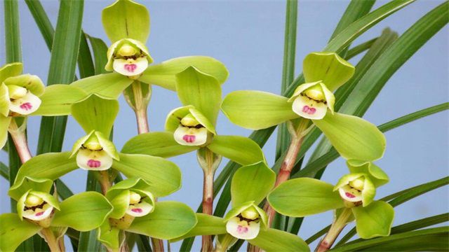 兰花品种有哪些？盘点十种常见兰花品种