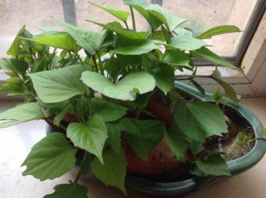 çªè¯/红è¯/å°ççæ ½ç§æ¹æ³ææ¯