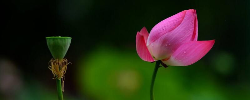 荷花能在室内养吗？