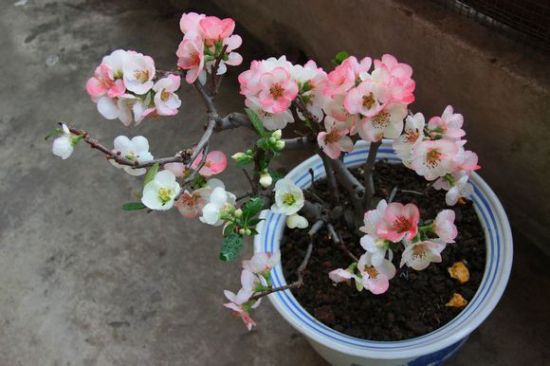 日本海棠的养殖方法：喜阳光、湿润，怕渍水