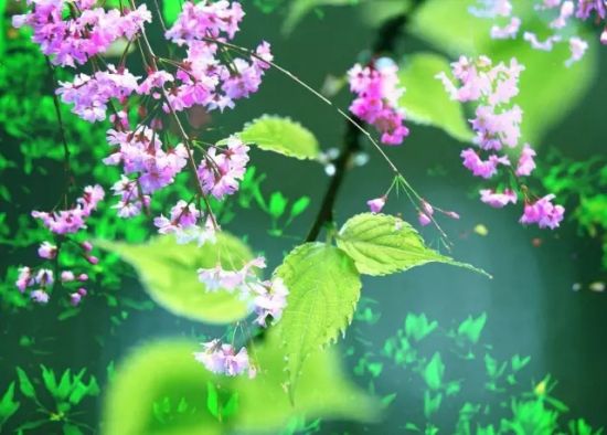 夏天养花秘诀全收录 夏天养花秘诀全收录