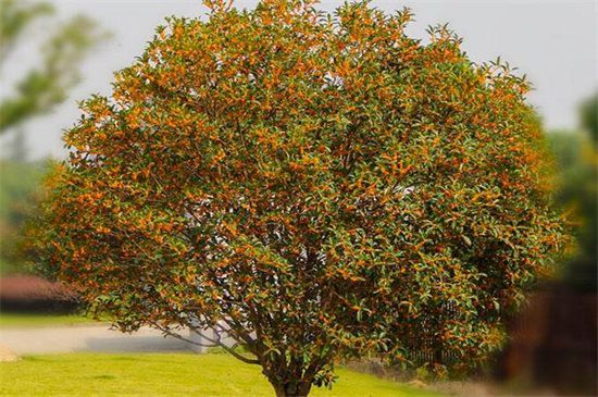 桂花树不开花的原因和解决措施