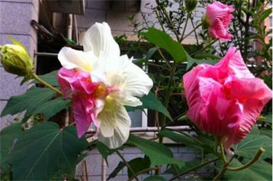 芙蓉花多久浇一次水？一年四季浇水方法